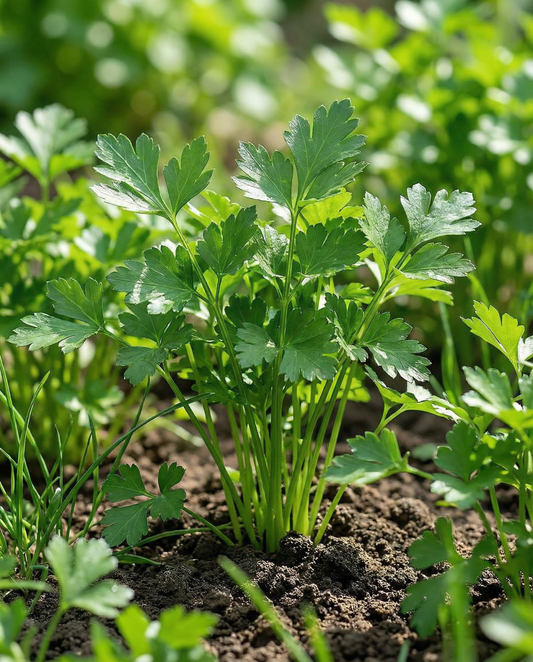 Persilja Amsterdamse Snij (Petroselinum crispum) – kaksivuotiset yrtinsiiemenet SeedsChoicelta