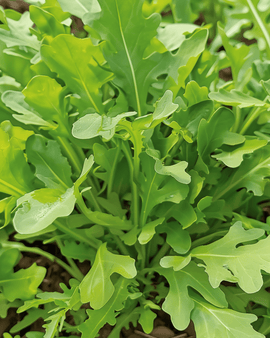 Rocket Salad Seeds Wildfire Diplotaxis Tenuifolia Annual