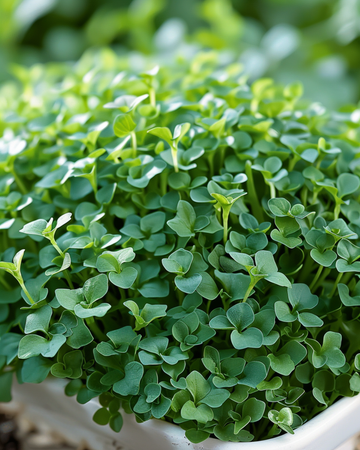 Leveälehtisen vesikreisin siemenet (Lepidium sativum) – yksivuotinen vihannes