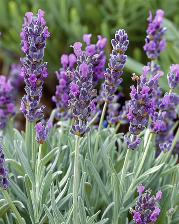 Ranskalaisen laventelin siemenet (Lavandula stoechas) – yksivuotinen kukka