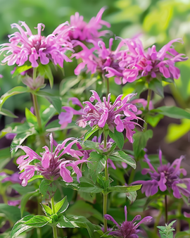 Lemon Mint Seeds Monarda Citriodora Annual Flower