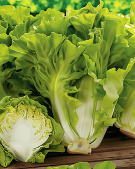 Endive Batavian Green -siemenet – yksivuotinen vihannes (Cichorium endivia)
