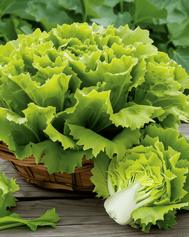 Endiiviisiemenet Nuance Cichorium Endivia vuosilaji
