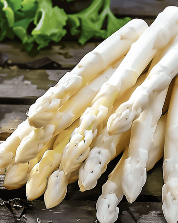 Early Argenteuil -siemenet (Asparagus officinalis) – monivuotinen