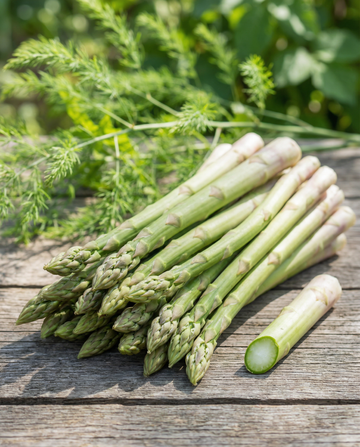 Early Argenteuil (Asparagus officinalis) – monivuotiset siemenet | SeedsChoice
