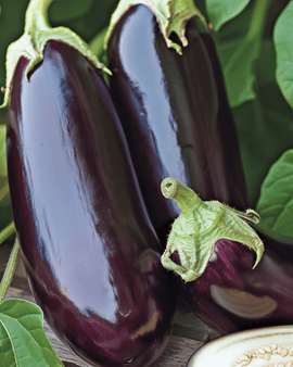 Munakoisonsiemenet Violetta Lunga 2 Solanum Melongena yksivuotinen