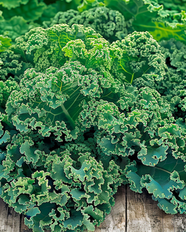 Lehtikaali Winterbor F1 siemenet Brassica oleracea yksivuotinen lajike