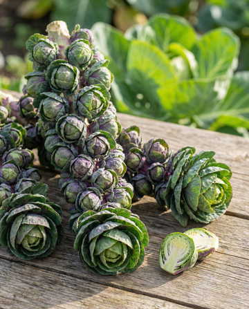 Sprouts Garden Mix F1 (Brassica oleracea) – yksivuotiset kukkasiemenet – SeedsChoice