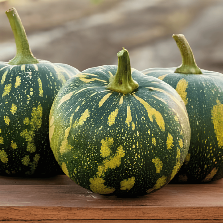 Kurpitsa Asterix siemenet (Cucurbita moschata) – yksivuotinen vihannes