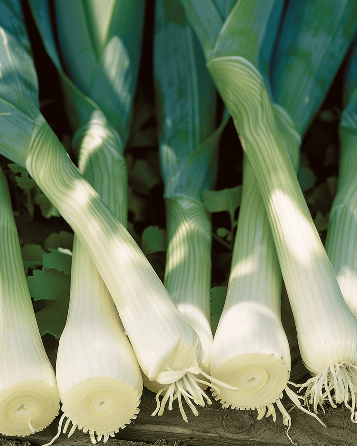 Purjo Zwitserse Reuzen -siemenet (Allium porrum) – yksivuotinen vihannes