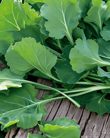 Nauriinlehtien siemenet (Brassica rapa) – yksivuotinen vihannes