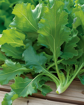 Lehtikaali Namenia siemenet Brassica Rapa yksivuotinen lehtikasvi