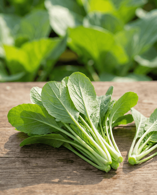 Lehtikaali Namenia (Brassica rapa) – yksivuotiset vihannessiemenet, SeedsChoice