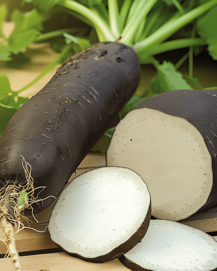 Talviretiisin lajike Noir Long Poids D Horloge -siemenet (Raphanus sativus) – yksivuotinen vihannes