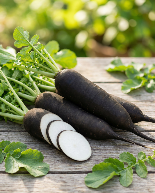 Talviretiisin lajike Noir Long Poids D Horloge (Raphanus sativus) – yksivuotiset vihannessiemenet SeedsChoicelta