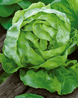 Salaatti Hilde Ii -siemenet Lactuca Sativa yksivuotinen