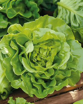Lettuce Seeds Neckarreuzen Summer Diamond Lactuca Sativa Annual