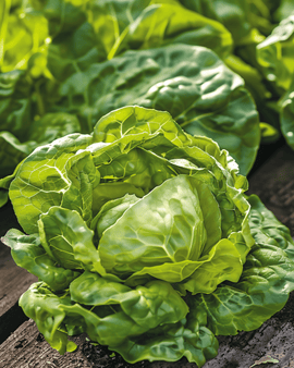 Salaatinsiemenet Zwart Duits Lactuca Sativa yksivuotinen