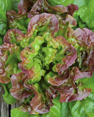 Lettuce Merveille Des Quatre Saisons seeds (Lactuca sativa) – annual vegetable