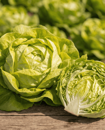 Salaatti Appia Butterhead (Lactuca sativa) – yksivuotiset vihanneksien siemenet SeedsChoicelta