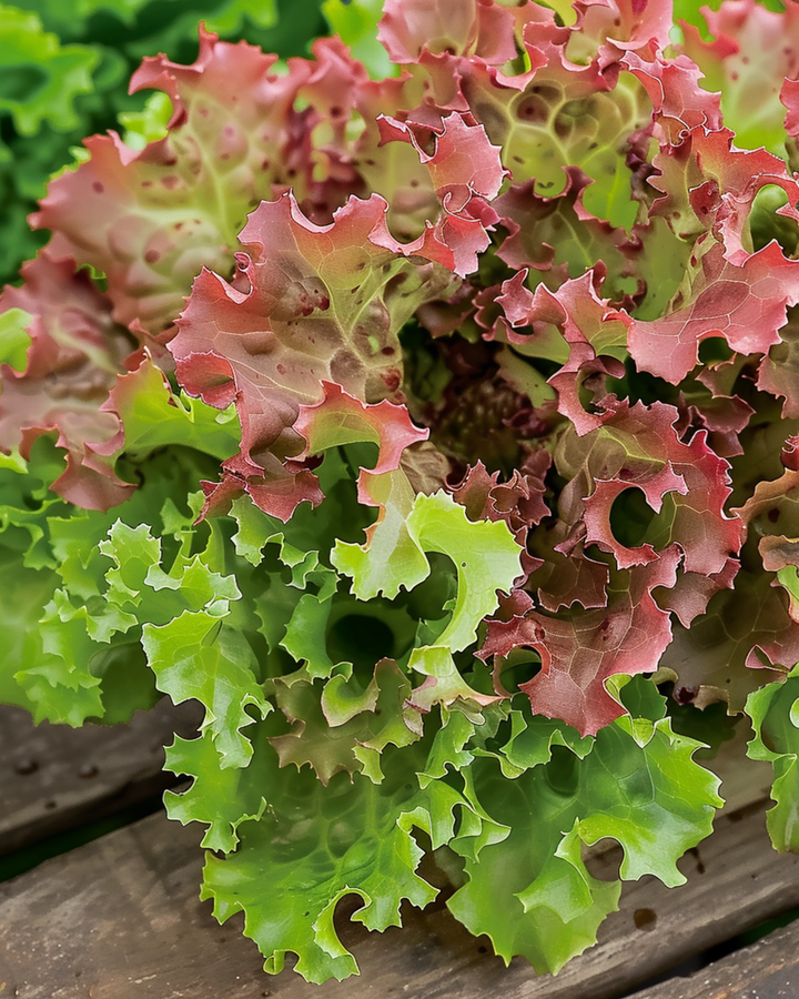 Lollo Rossa -salaatin siemenet (Lactuca sativa) – yksivuotinen vihannes