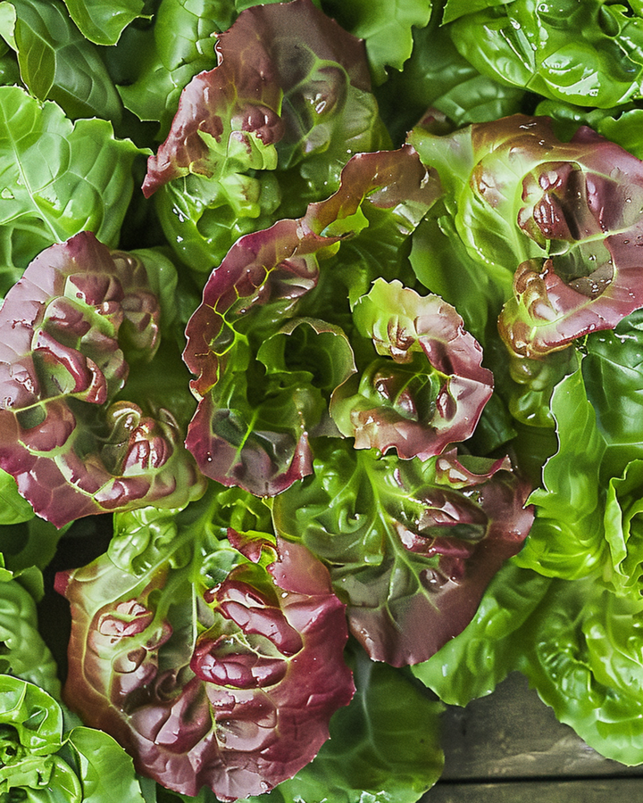 Leaf Lettuce Amerikaanse Roodrand seeds (Lactuca sativa) – annual vegetable