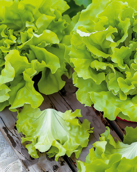 Lehtisalaatin siemenet Lactuca sativa yksivuotinen Australische Gele