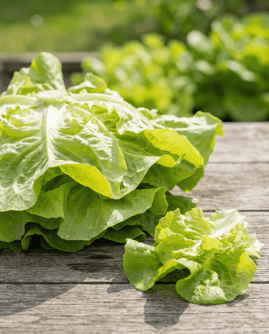Leaf Lettuce Australische Gele (Lactuca sativa) – annual vegetable seeds from SeedsChoice