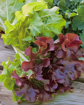 Lehtisalaatti Red Salad Bowl siemenet Lactuca sativa yksivuotinen