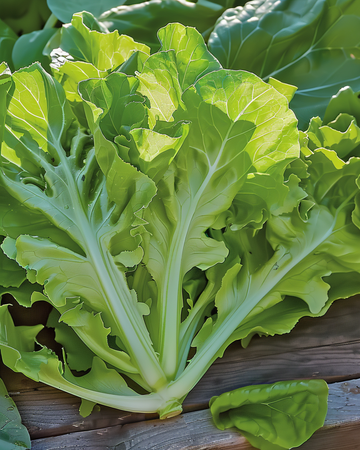 Lehtisalaatti Witte Dunsel siemenet (Lactuca sativa) – yksivuotinen vihannes