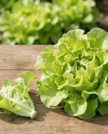 Lehtisalaatti Witte Dunsel (Lactuca sativa) – yksivuotiset vihannessiemenet SeedsChoicelta