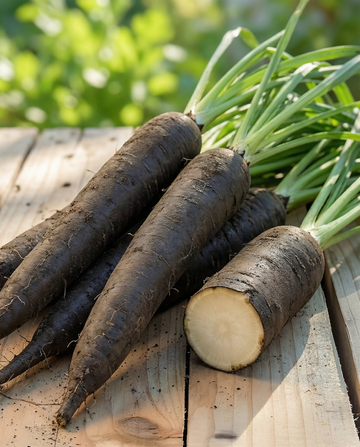 Duplex (Scorzonera hispanica) – annual vegetable seeds from SeedsChoice