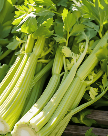 Celery Golden Self Blanching seeds (Apium graveolens) – annual vegetable