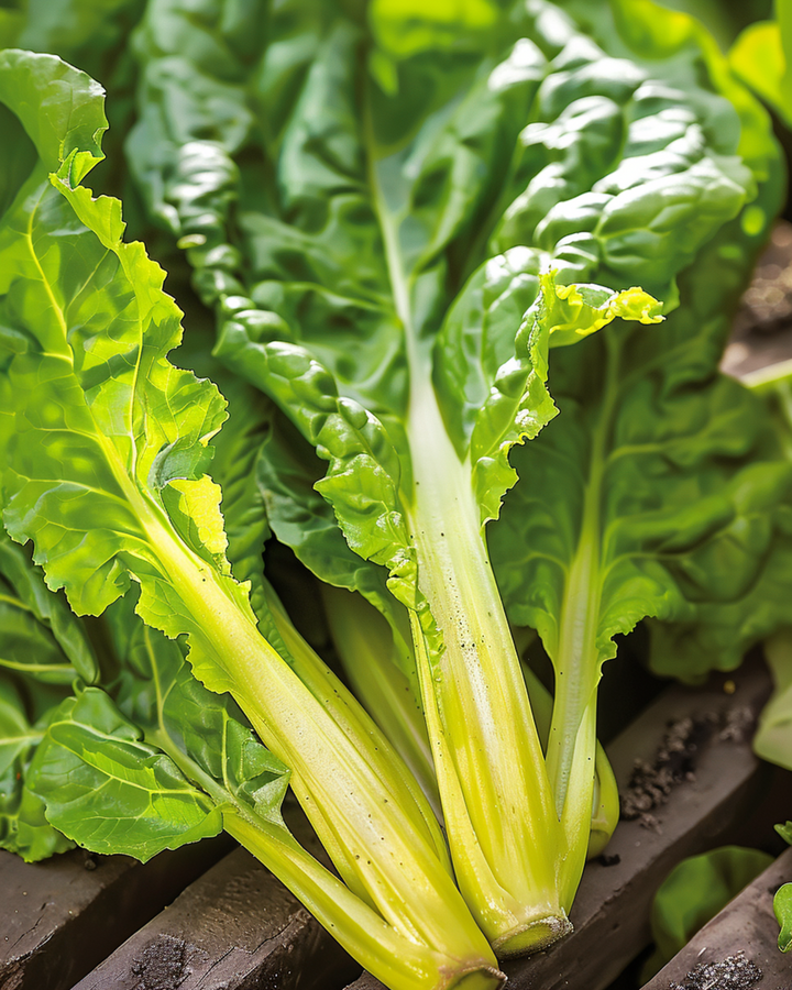 Lehtimangoldin siemenet Lucullus (Beta vulgaris) – yksivuotinen vihannes