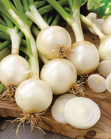 Säilöntäsipulin siemenet (Allium cepa) – vuosikasvikset