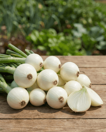 Säilöntäsipuli (Allium cepa) – vuosikasviksen siemenet SeedsChoicelta