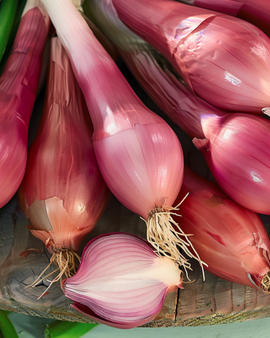Sipulin siemenet Rossa Lunga Di Firenze Allium cepa yksivuotinen