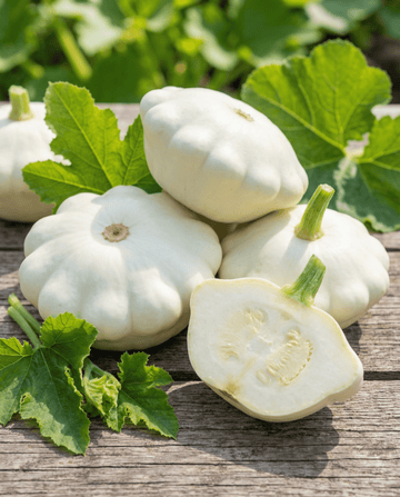 Custard White Squash (Cucurbita pepo) – yksivuotiset vihannessiemet SeedsChoicelta