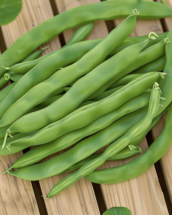 Pensaspapu Admires -siemenet (Phaseolus vulgaris) – yksivuotinen vihannes