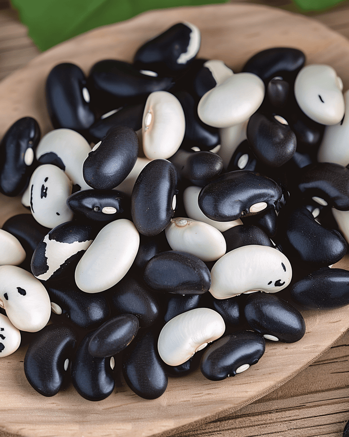 Pensaspapu Yin Yang siemenet (Phaseolus vulgaris) – yksivuotinen vihannes