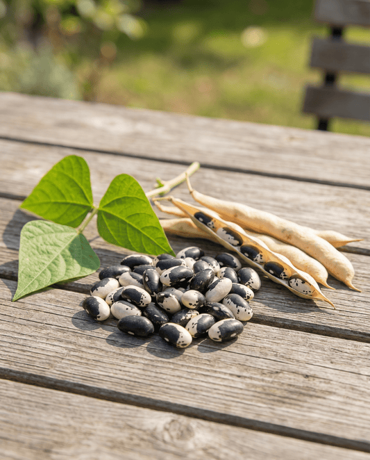 Pensaspapu Yin Yang kuivapapulajike (Phaseolus vulgaris) – yksivuotiset vihannessiemenet – SeedsChoice