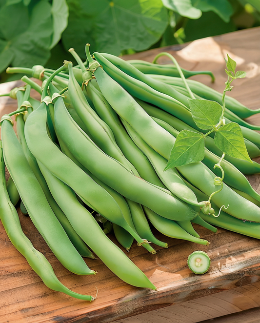 Kiipeilevä ranskalainen papu Westlandse Dubbele (Phaseolus vulgaris) – yksivuotiset kiipeilijänsiemenet | SeedsChoice