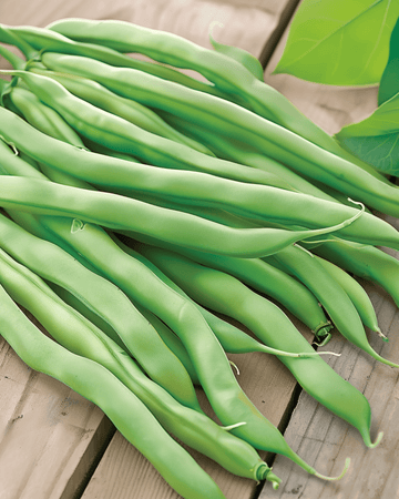 Pensaspapu Delinel siemenet (Phaseolus vulgaris) – yksivuotinen vihannes