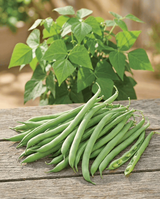 Bush Beans Delinel (Phaseolus vulgaris) – annual vegetable seeds from SeedsChoice