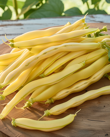 Pensaspapu Gondola siemenet (Phaseolus vulgaris) – yksivuotinen vihannes