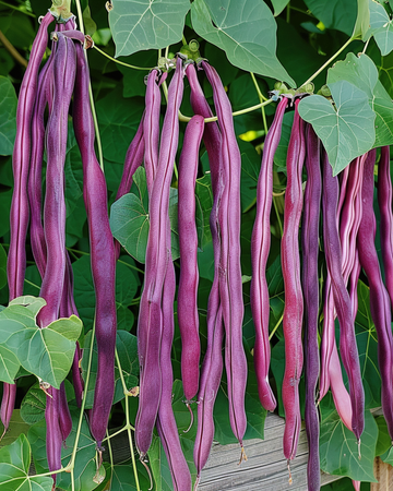 Pitkäpapu Purple Pod -siemenet (Vigna sesquipedalis) – yksivuotinen vihannes