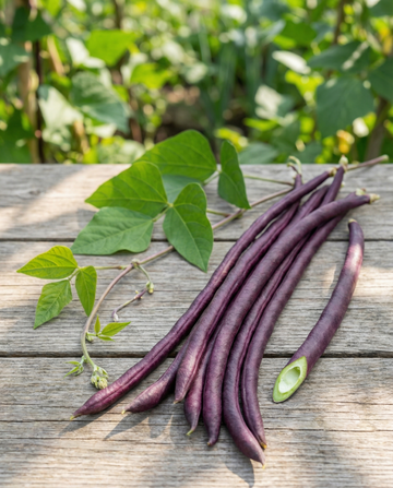Pitkäpapu Purple Pod (Vigna sesquipedalis) – yksivuotiset vihannessiemenet SeedsChoicelta