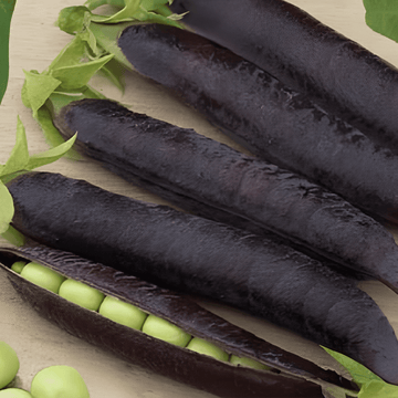 Herne Ezethas Krombek Blue Podded -siemenet (Pisum sativum) – yksivuotinen vihannes