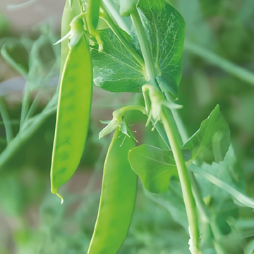 Sokeriherne De Grace -siemenet (Pisum sativum) – yksivuotinen vihannes