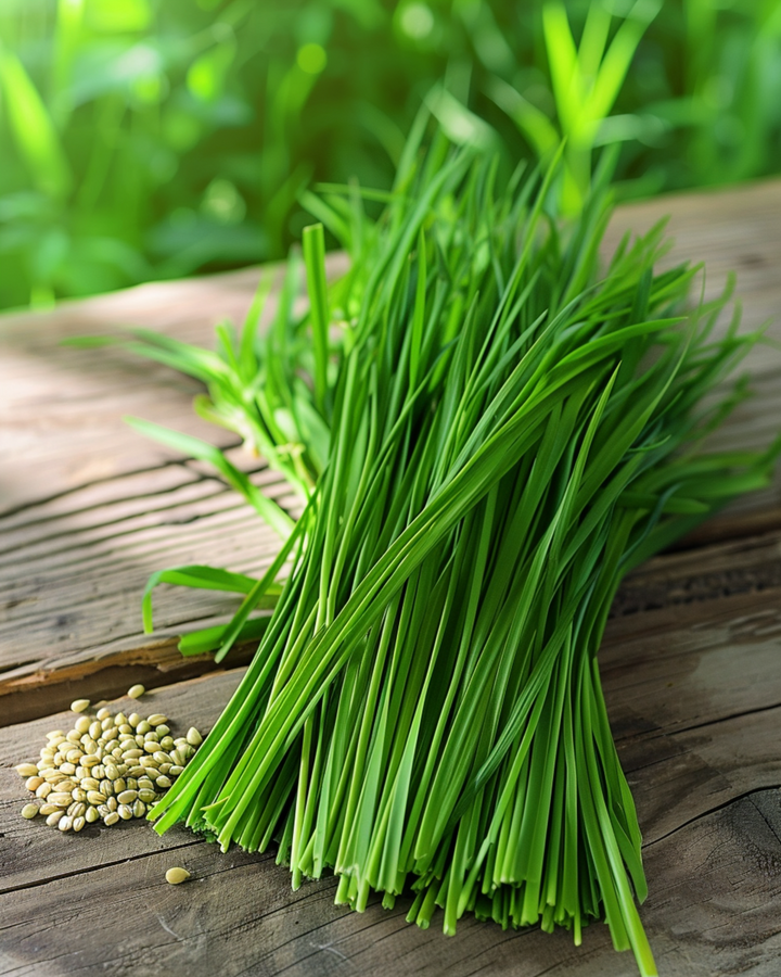 Kissanruoho ohra -siemenet (Hordeum vulgare) – yksivuotinen heinä